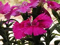 Oeillet (4) (Photo F. Mrugala)